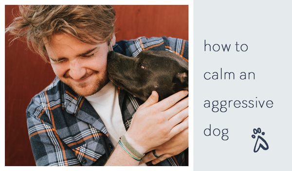 how-to-calm-an-aggressive-dog